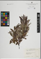 Foto von Salix lapponum L.